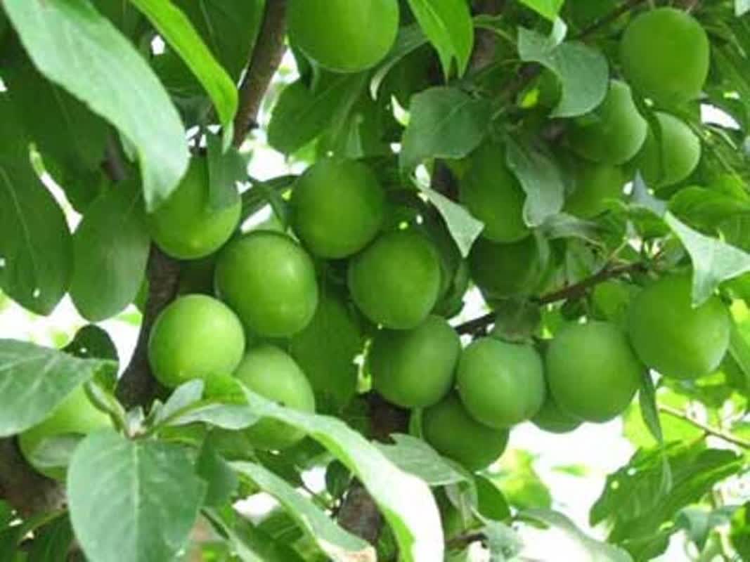 پایان برداشت بیش از ۶ هزار تن گوجه سبز در ابرکوه