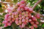 خاتم؛ قطب پسته یزد در مسیر توسعه صادرات
