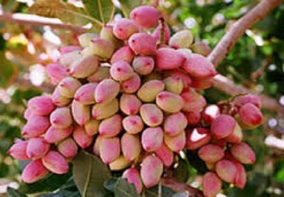 خاتم؛ قطب پسته یزد در مسیر توسعه صادرات