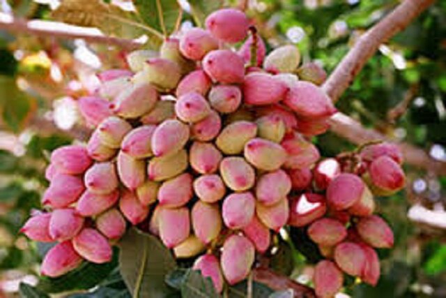 خاتم؛ قطب پسته یزد در مسیر توسعه صادرات