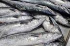 آلودگی ماهیان به فلزات سنگین؛ تهدیدی جدی برای سلامت عمومی و امنیت غذایی
