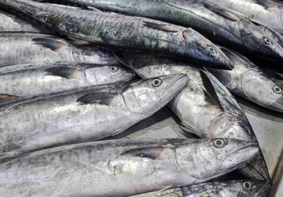 آلودگی ماهیان به فلزات سنگین؛ تهدیدی جدی برای سلامت عمومی و امنیت غذایی