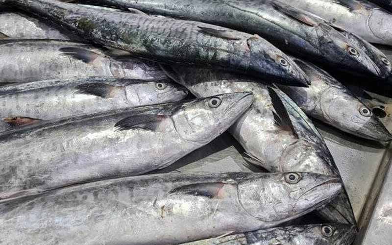 آلودگی ماهیان به فلزات سنگین؛ تهدیدی جدی برای سلامت عمومی و امنیت غذایی